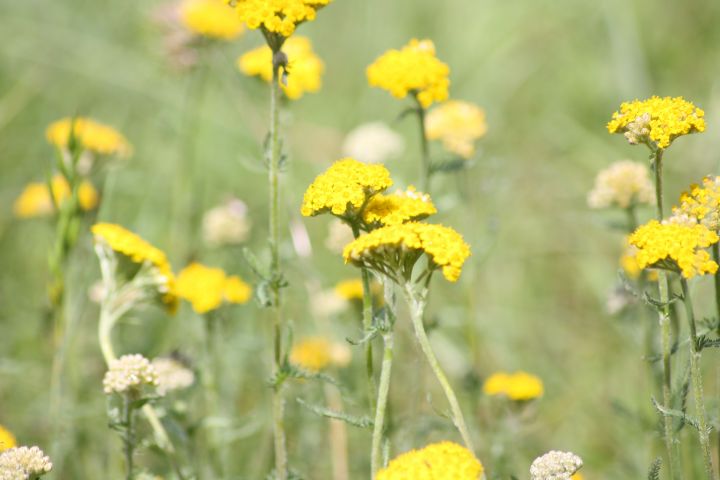 Achillea sp.